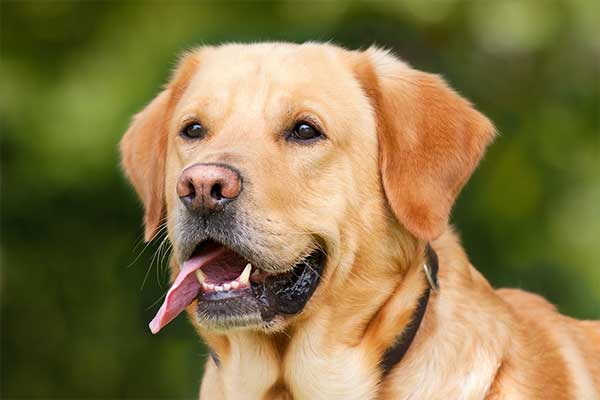 犬