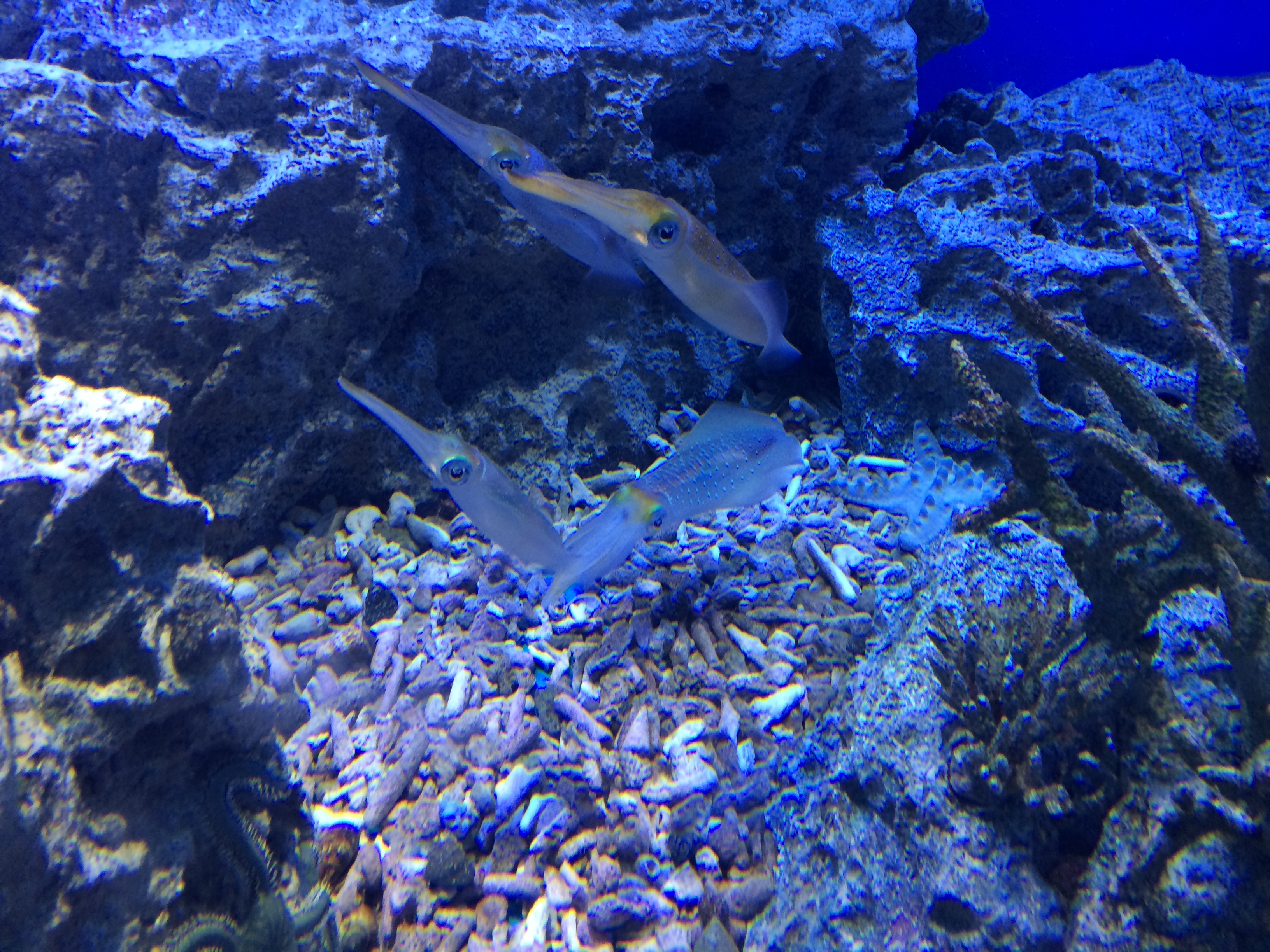 オタクは水族館デートに行くな 東大生 自慢のデートテク