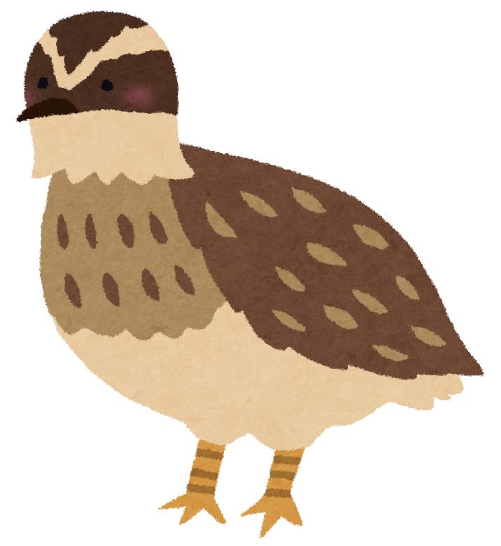 ウズラ