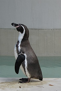 井の頭自然文化園のフンボルトペンギン