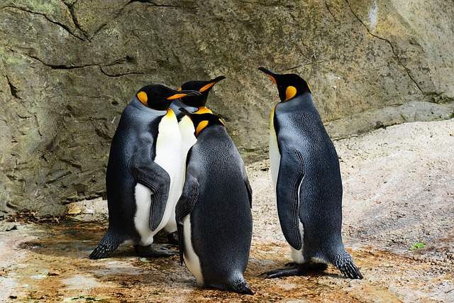 ペンギン