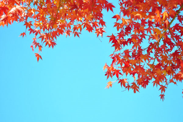 秋の空