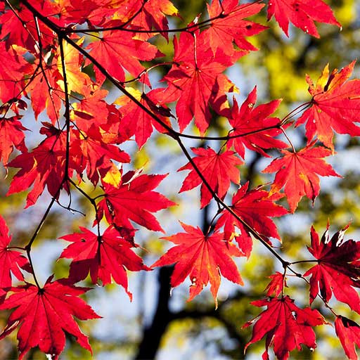 紅葉する