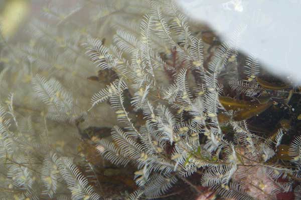 この顔にピンと来たら要注意 つい触ってしまう海辺の危険生物