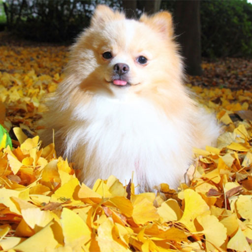 犬