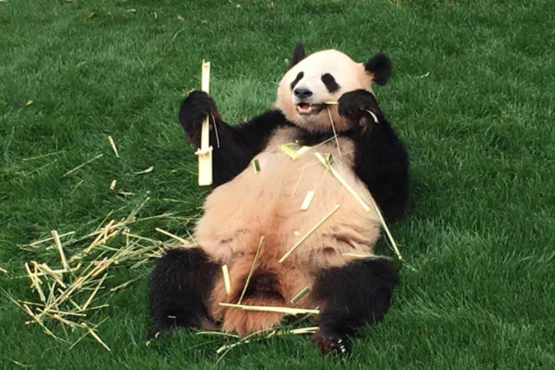 パンダの体型 竹だけ食べてる割に太すぎるだろ問題