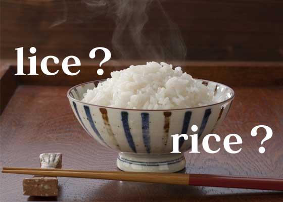二択】ご飯ってlice？rice？LとRがまぎらわしい英単語