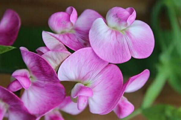 絶対間違えられない 小学校で習う 花 クイズ 小学生なら満点