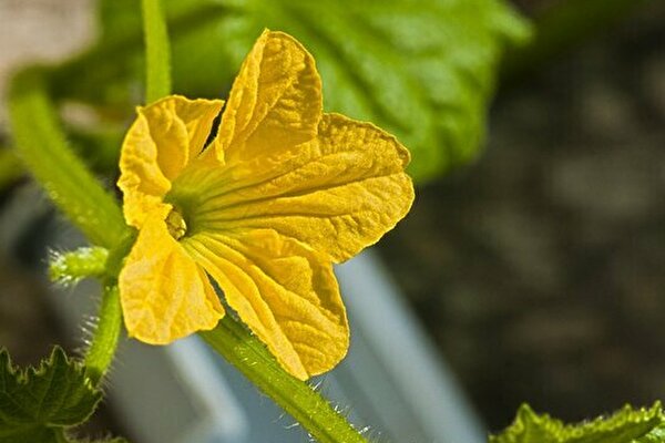 絶対間違えられない 小学校で習う 花 クイズ 小学生なら満点