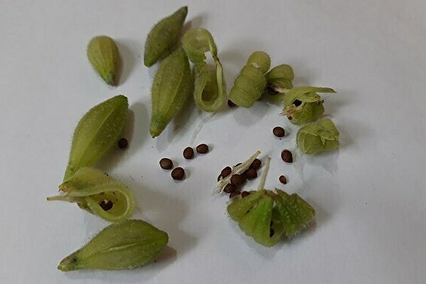 絶対間違えられない 小学校で習う 花 クイズ 小学生なら満点