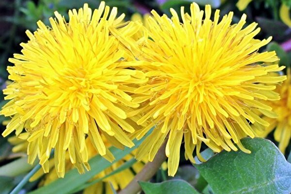 絶対間違えられない 小学校で習う 花 クイズ 小学生なら満点