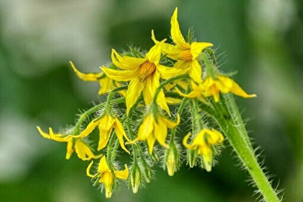 絶対間違えられない 小学校で習う 花 クイズ 小学生なら満点