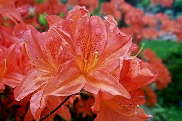 絶対間違えられない 小学校で習う 花 クイズ 小学生なら満点