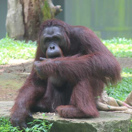 まっくろくろすけ の正体とは ジブリ映画の 不思議な生き物 クイズ