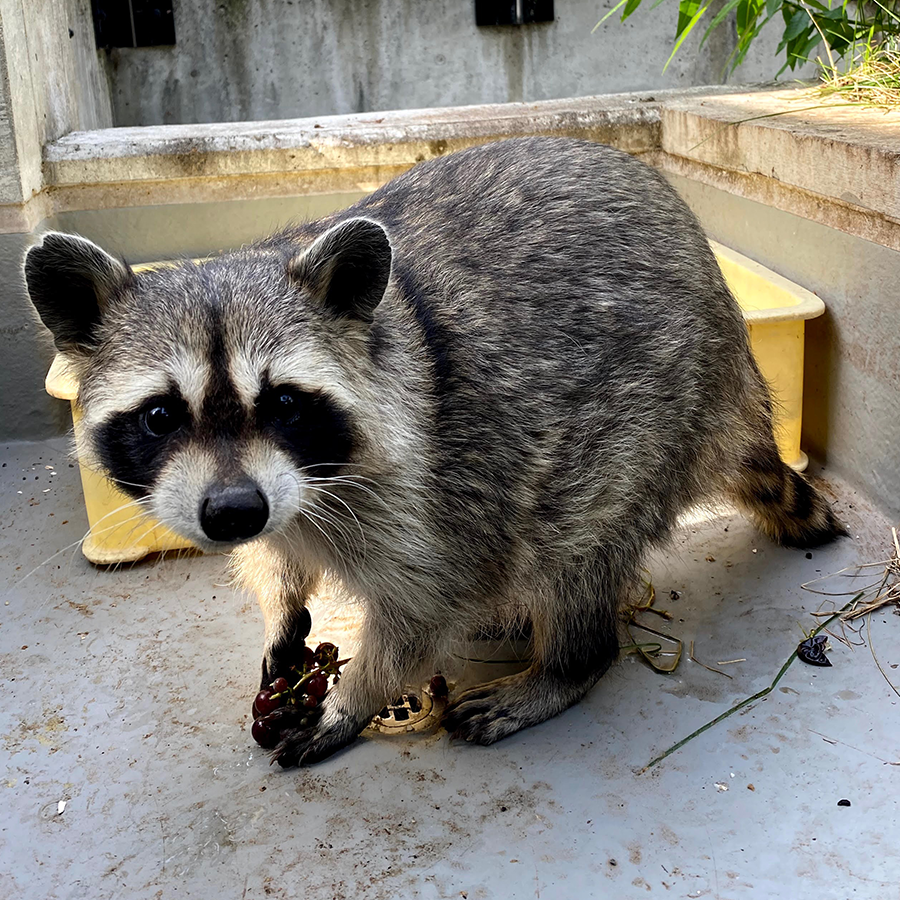 ヒョウ はどれ 激似動物を見極めろ どうぶつさんたち大集合 ヒョウ はどれ 激似動物を見極めろ どうぶつさんたち大集合