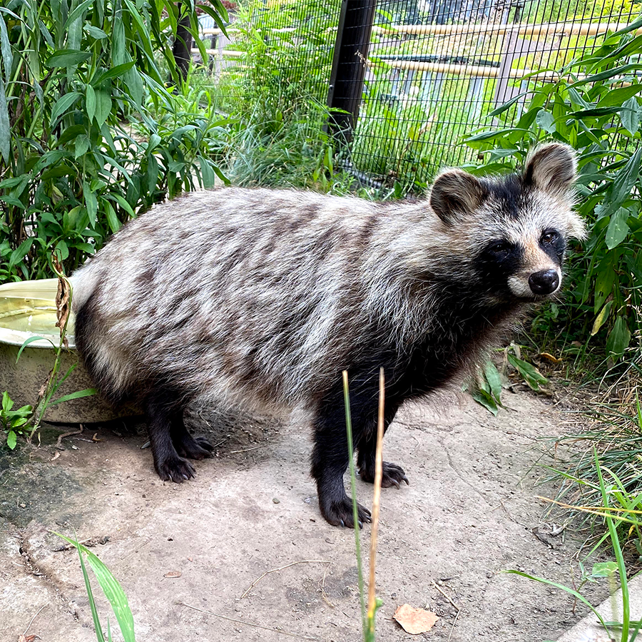 ヒョウ はどれ 激似動物を見極めろ どうぶつさんたち大集合 ヒョウ はどれ 激似動物を見極めろ どうぶつさんたち大集合