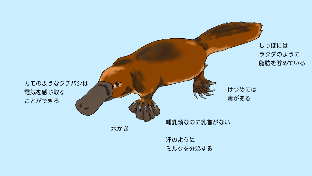 アイアイ、カモノハシ…日本の動物園で会える？会えない？クイズ